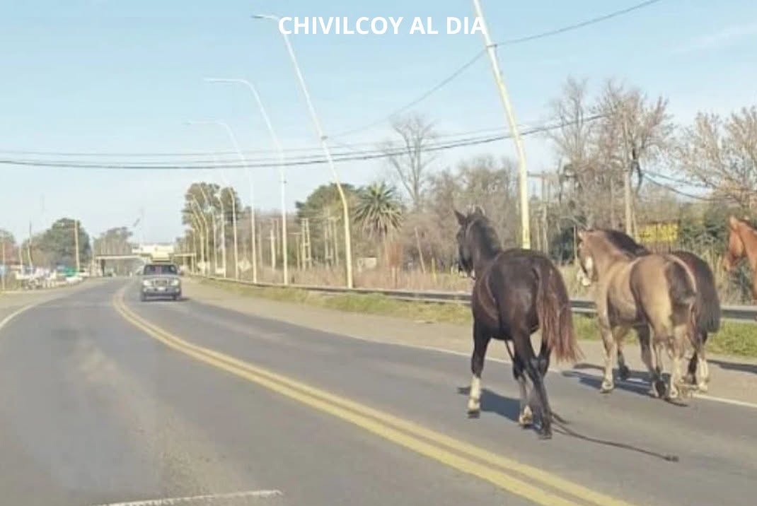 Caballos sueltos ruta 5